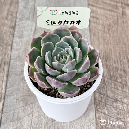 ＊新発売＊　ミルクカカオ【tawawaハウス苗】