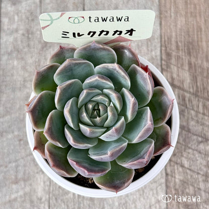 ＊新発売＊　ミルクカカオ【tawawaハウス苗】