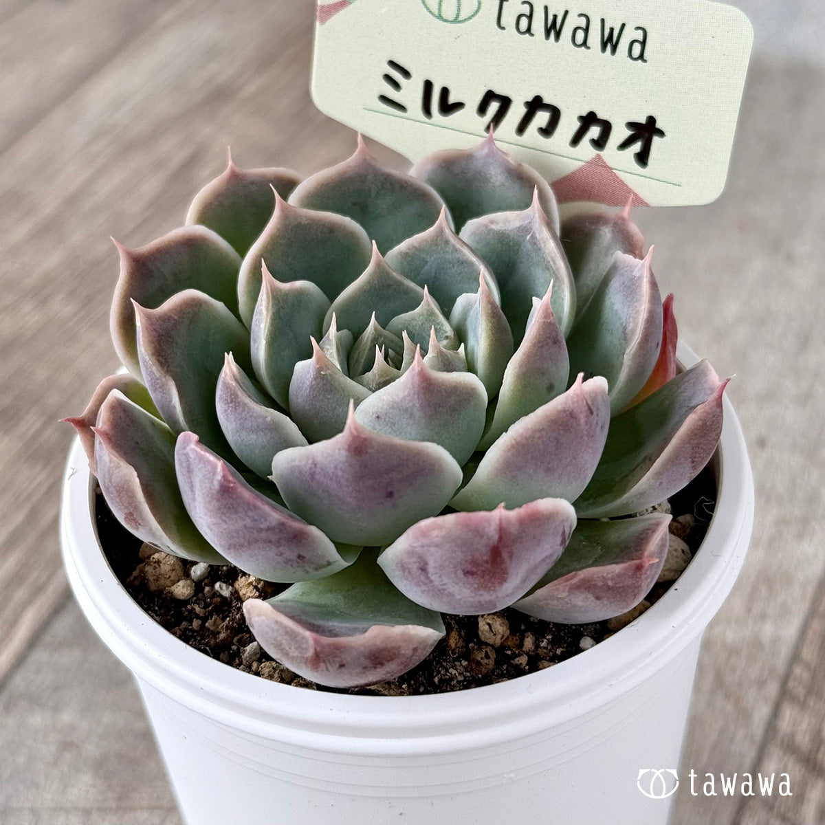 ＊新発売＊　ミルクカカオ【tawawaハウス苗】