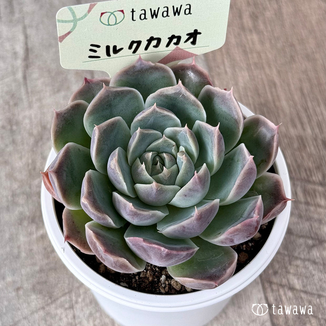 ＊新発売＊　ミルクカカオ【tawawaハウス苗】