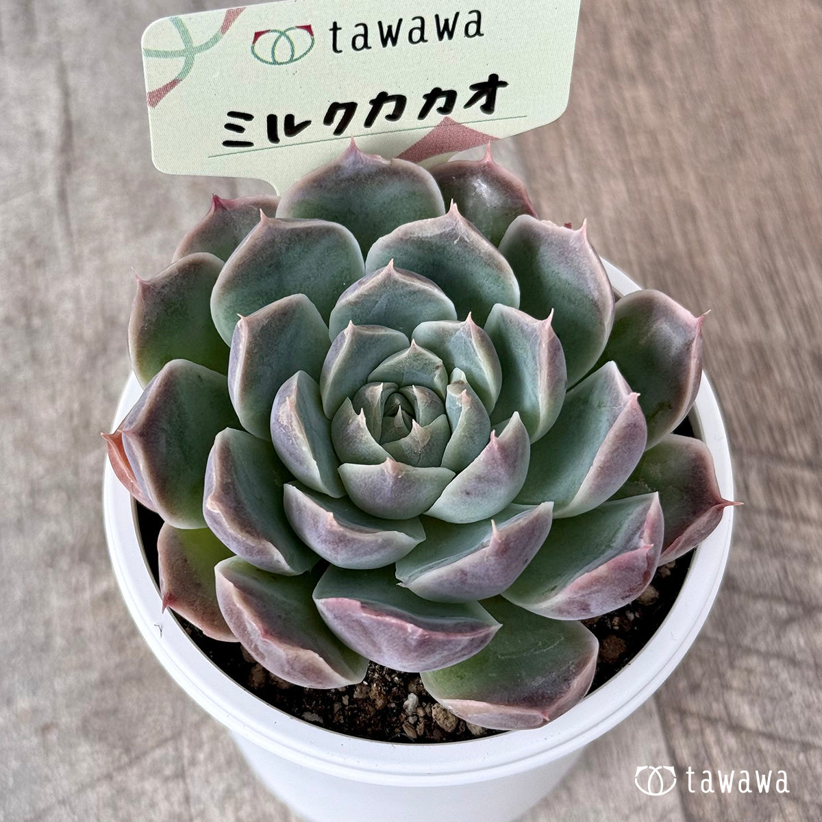 ＊新発売＊　ミルクカカオ【tawawaハウス苗】