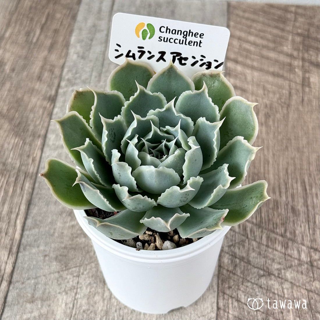 原種シムランスアセンション(チャンヒー農園 )【tawawaハウス苗】