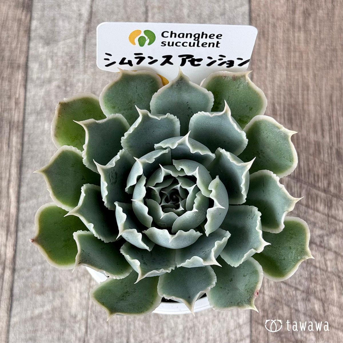 New Arrivals: Ice Green