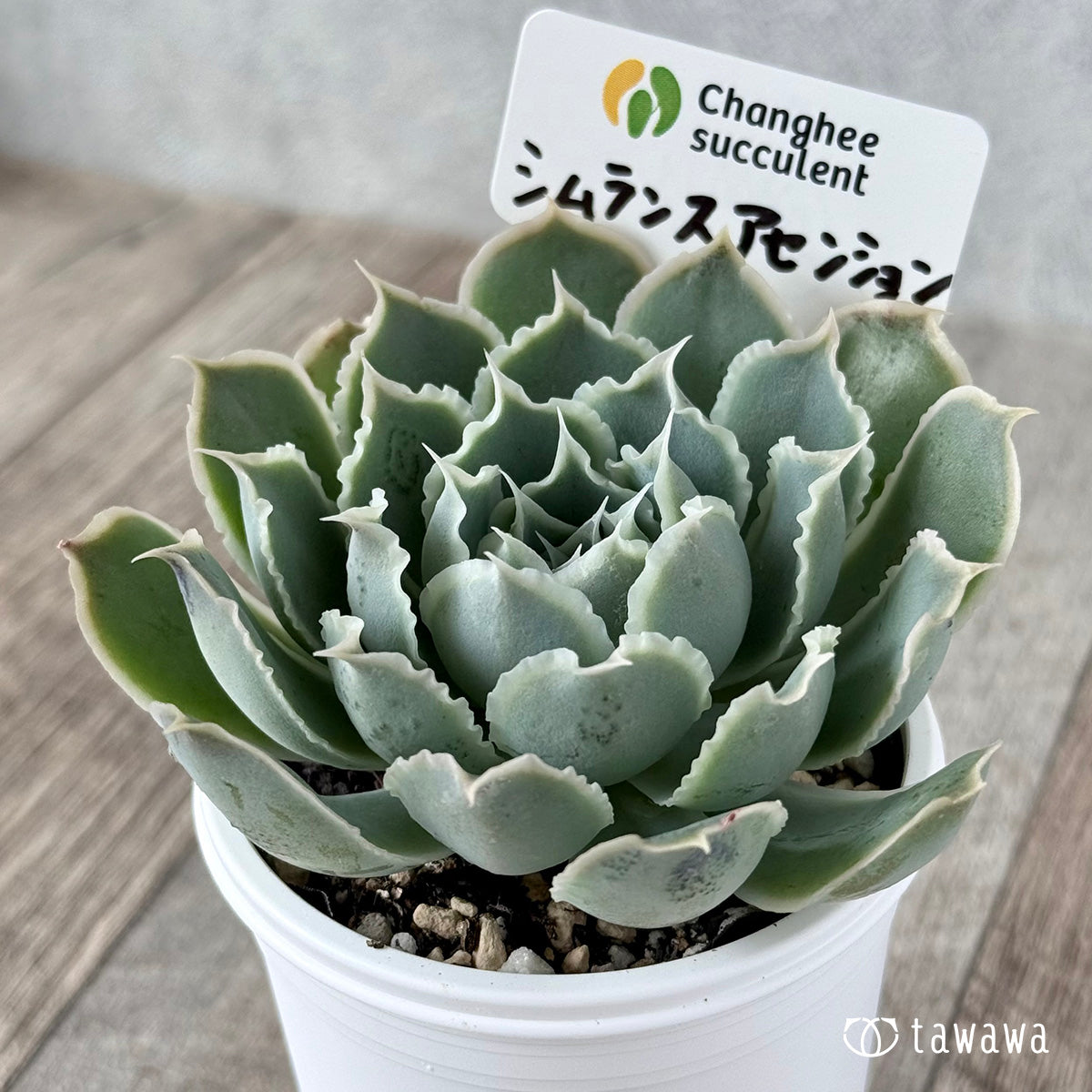 New Arrivals: Ice Green