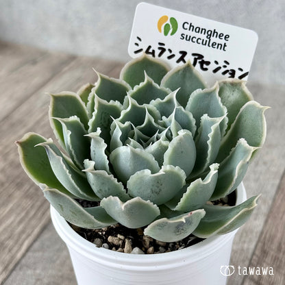 New Arrivals: Ice Green
