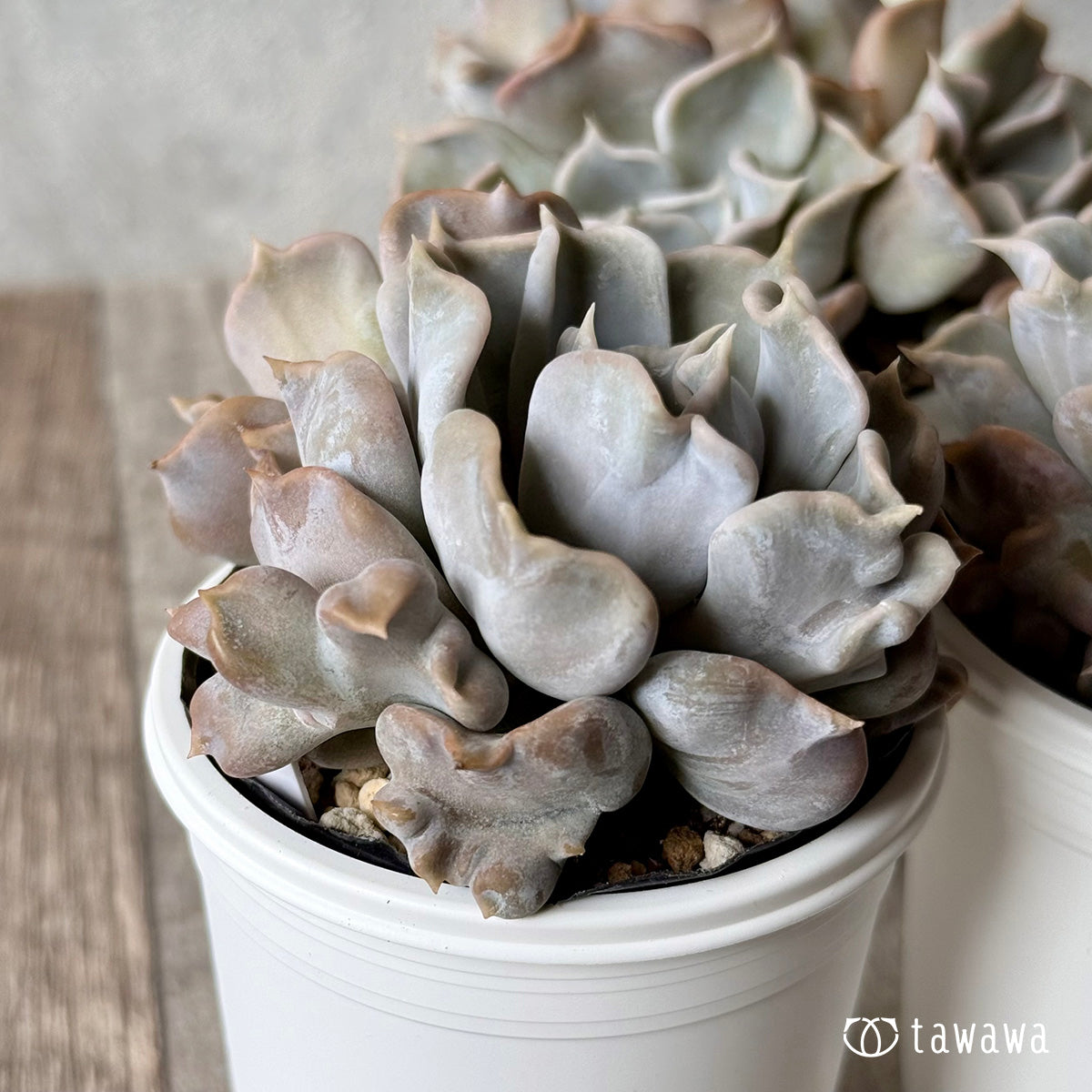 新発売＊ スリラーパール【tawawaハウス苗】 – 多肉植物の通販