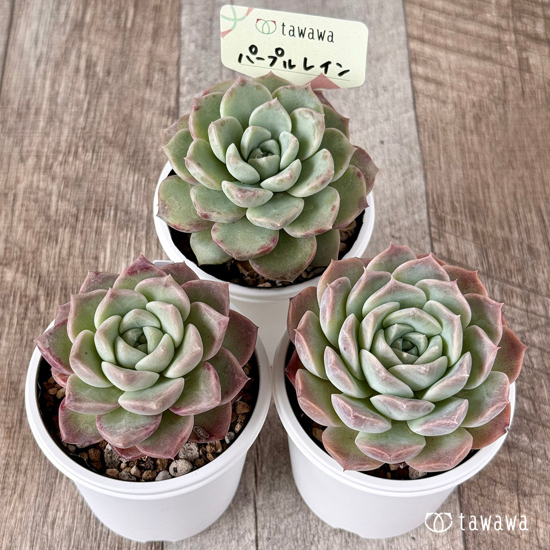 パープルレイン【tawawaハウス苗】