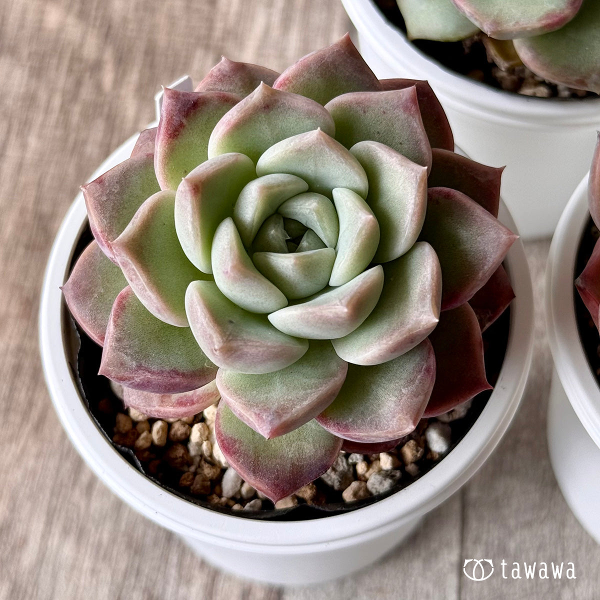 Purple Rain [Tawawa House Seedling]