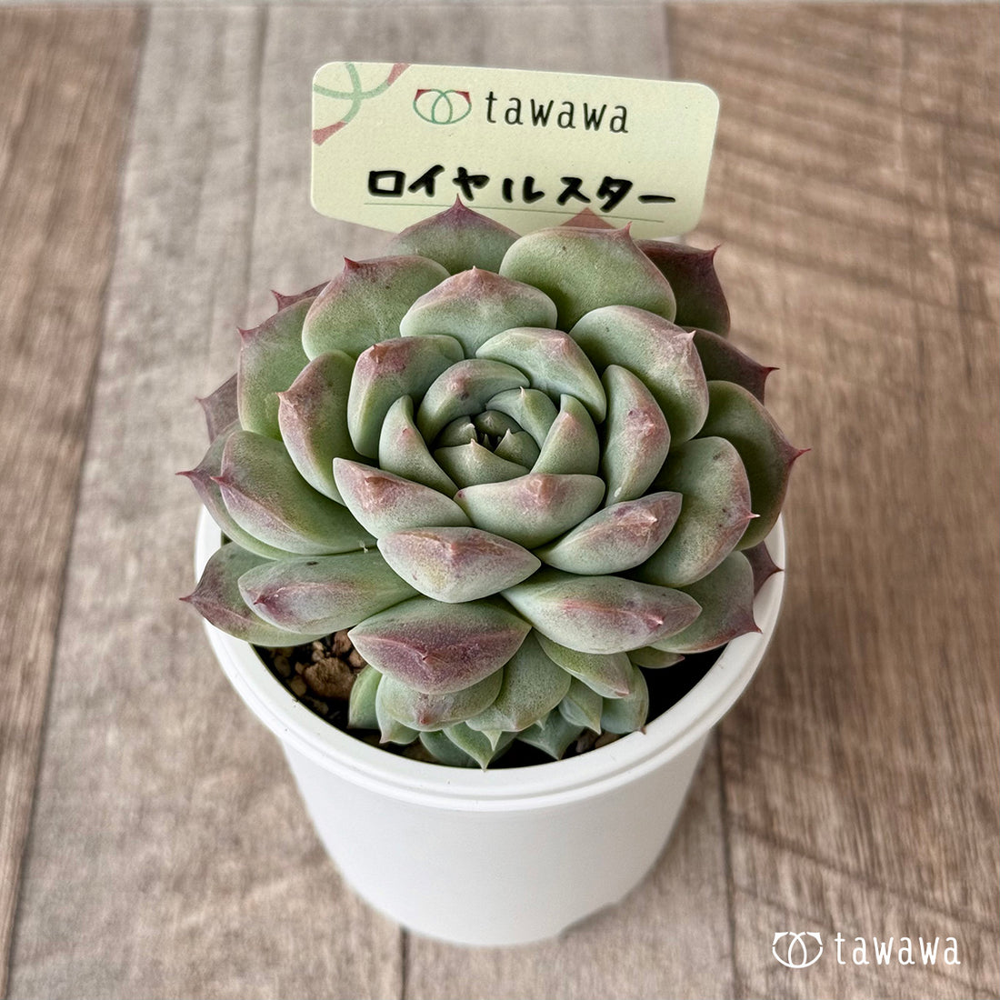 ロイヤルスター 【tawawaハウス苗】