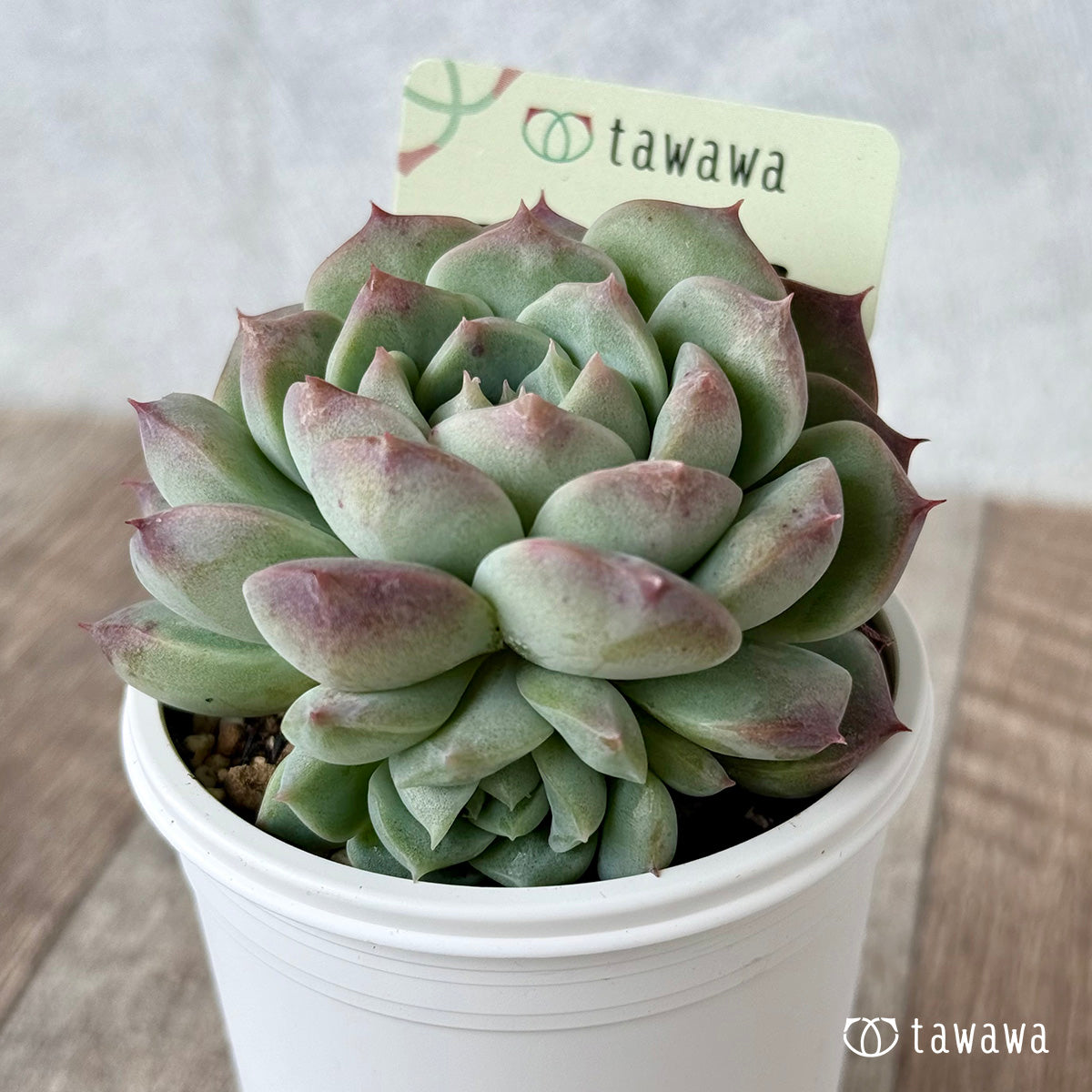 Royal Star [Tawawa House Seedlings]