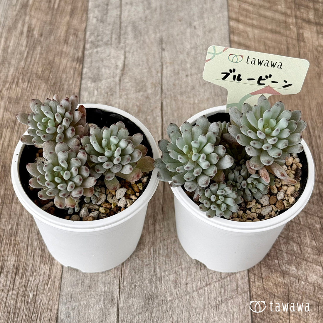 ＊新発売＊　ブルービーン【tawawaハウス苗】