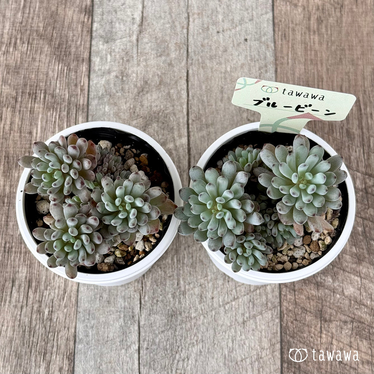 블루빈