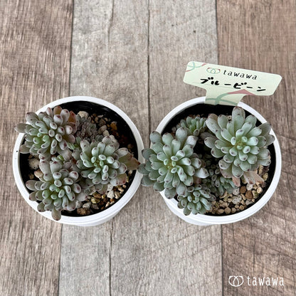 ＊新発売＊　ブルービーン【tawawaハウス苗】