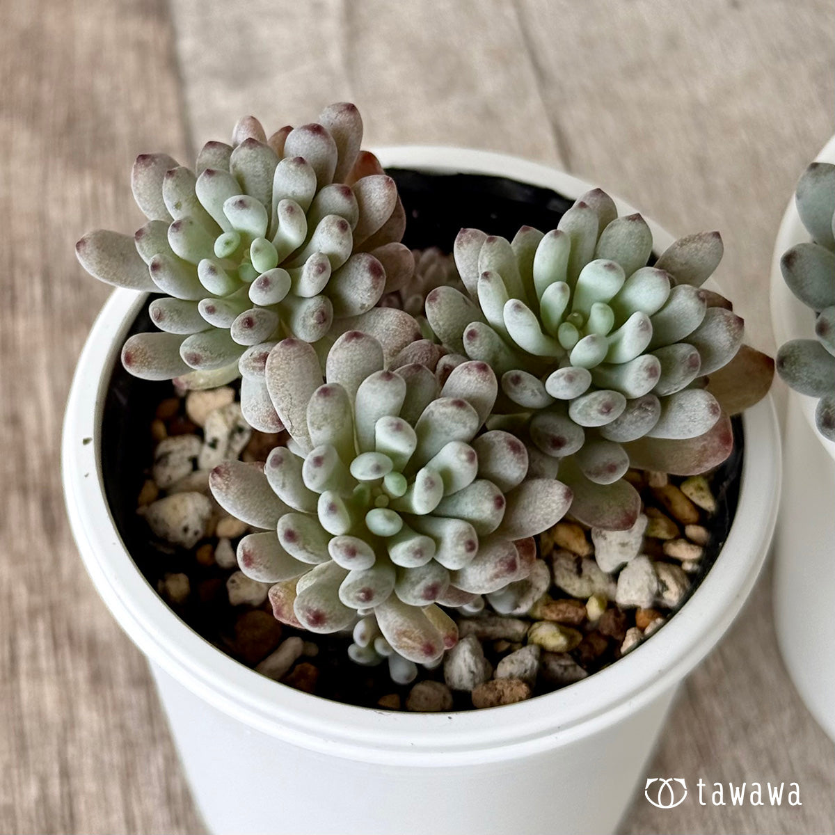 블루빈