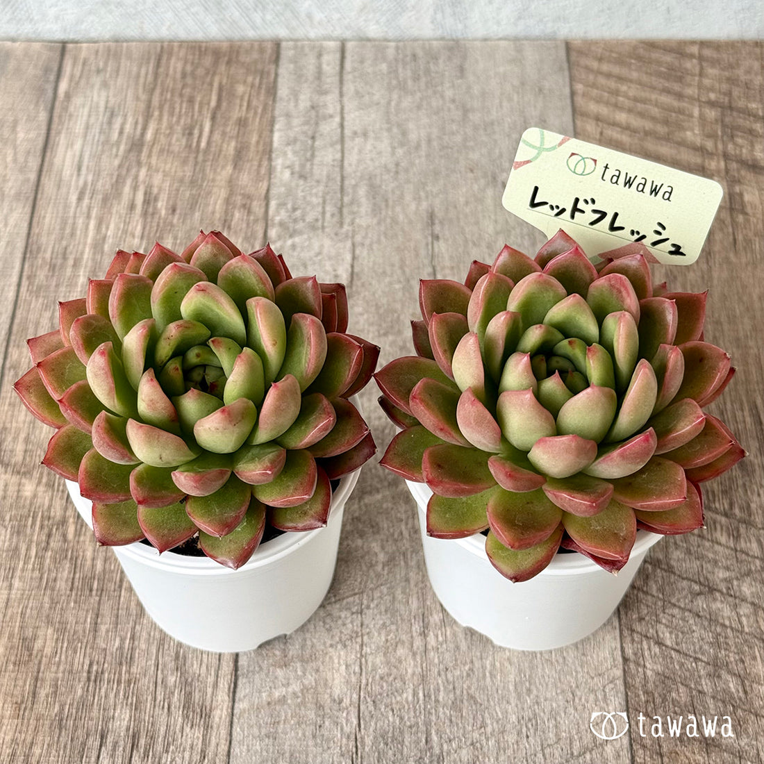 レッドフレッシュ【tawawaハウス苗】
