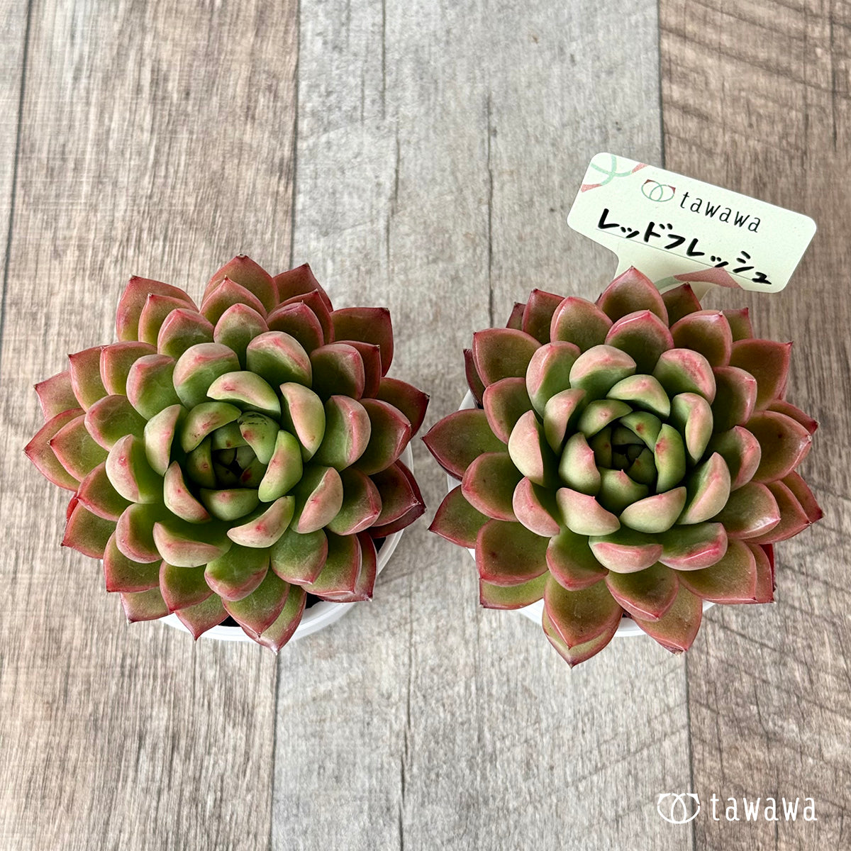 ＊新発売＊　レッドフレッシュ【tawawaハウス苗】
