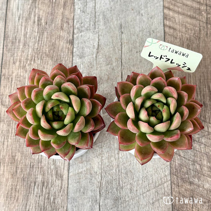 ＊新発売＊　レッドフレッシュ【tawawaハウス苗】