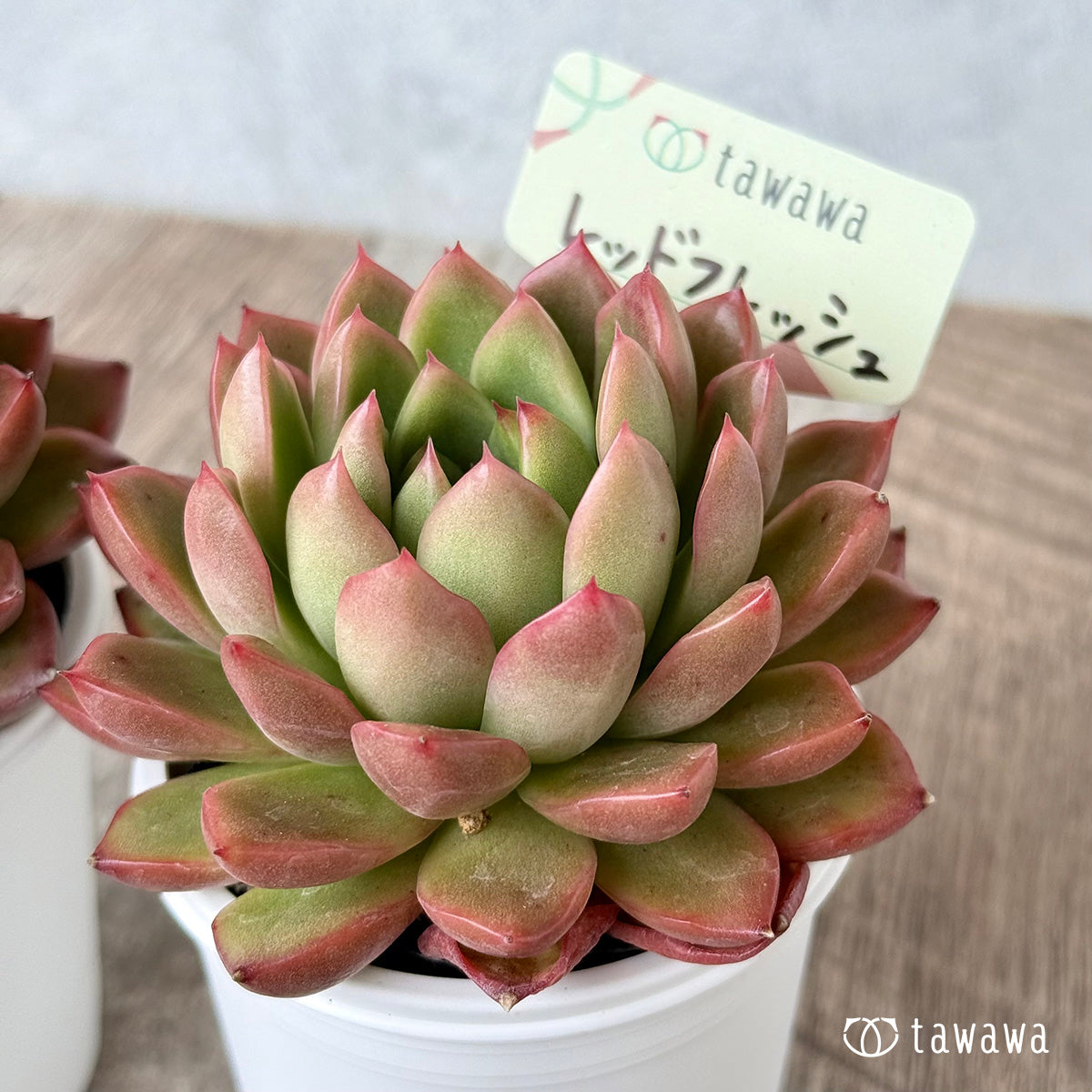 Red Fresh [Tawawa House Seedling]