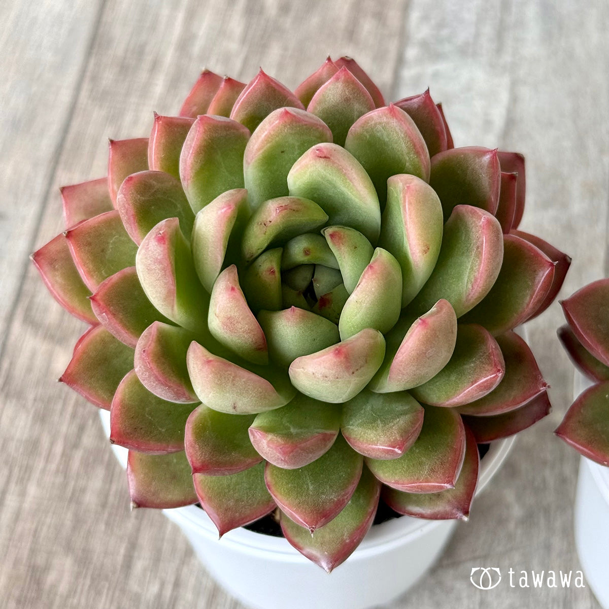 Red Fresh [Tawawa House Seedling]