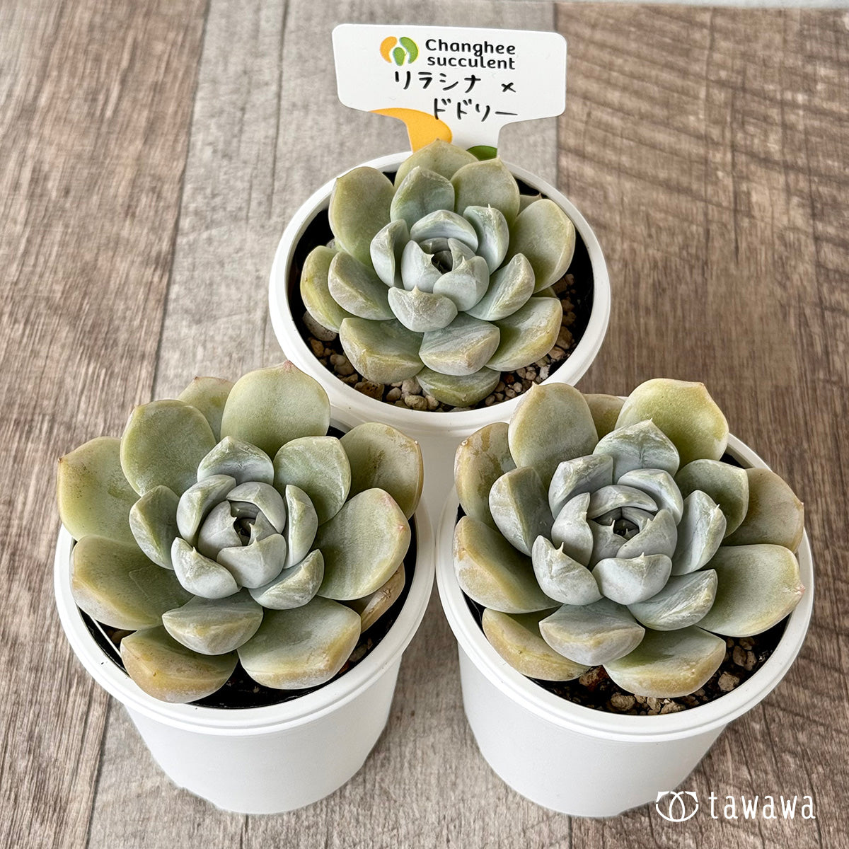7.【チャンヒー農園苗】過去に販売した苗 – Page 38 – 多肉植物の通販
