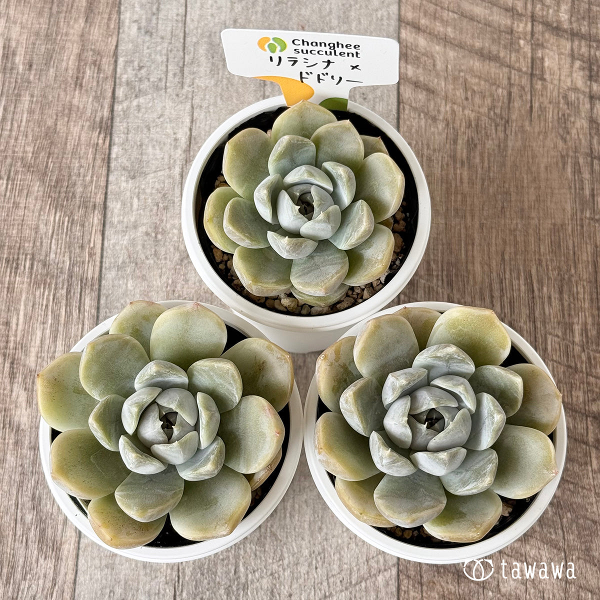 New Arrivals: Ice Green