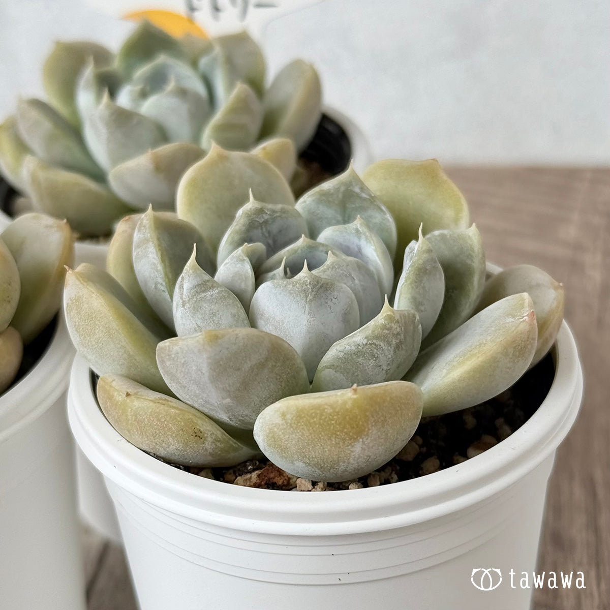 New Arrivals: Ice Green
