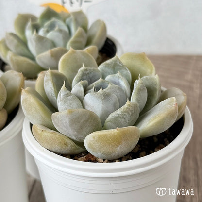 New Arrivals: Ice Green