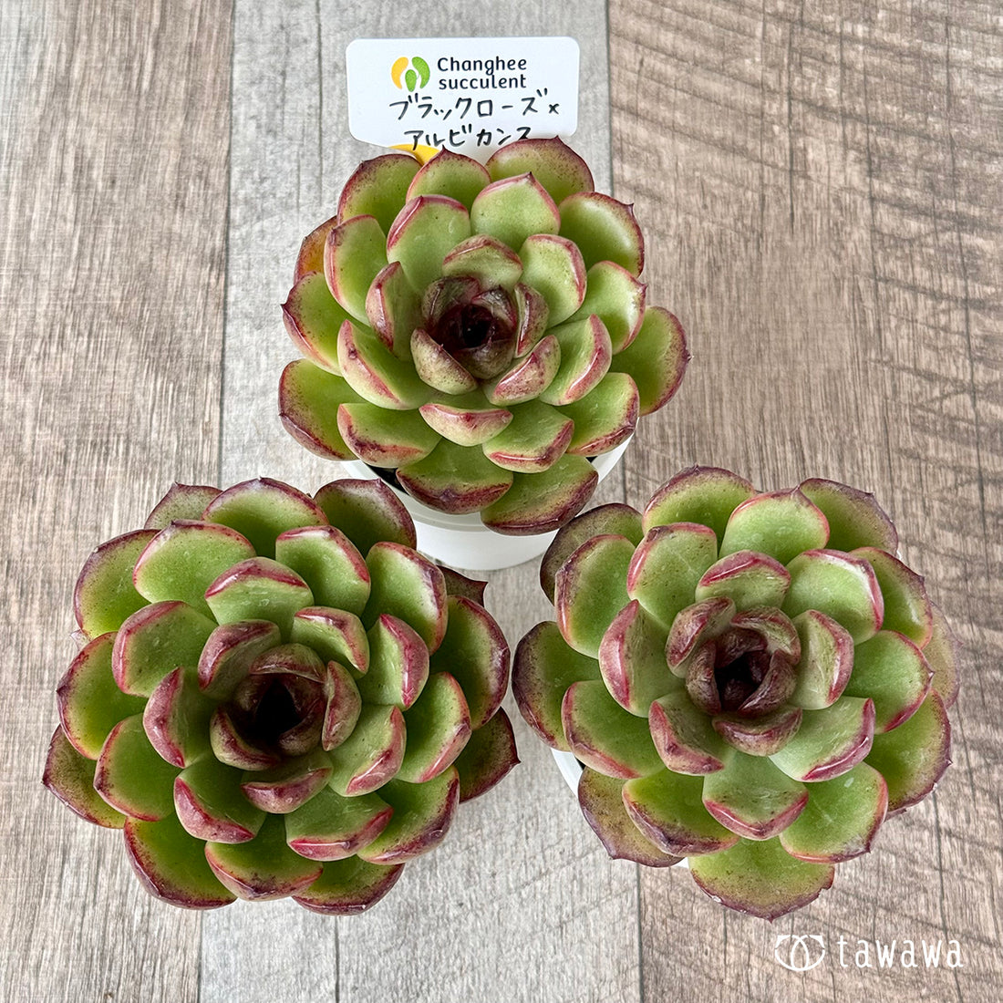 New Arrivals: Ice Green