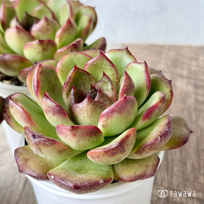 New Arrivals: Ice Green