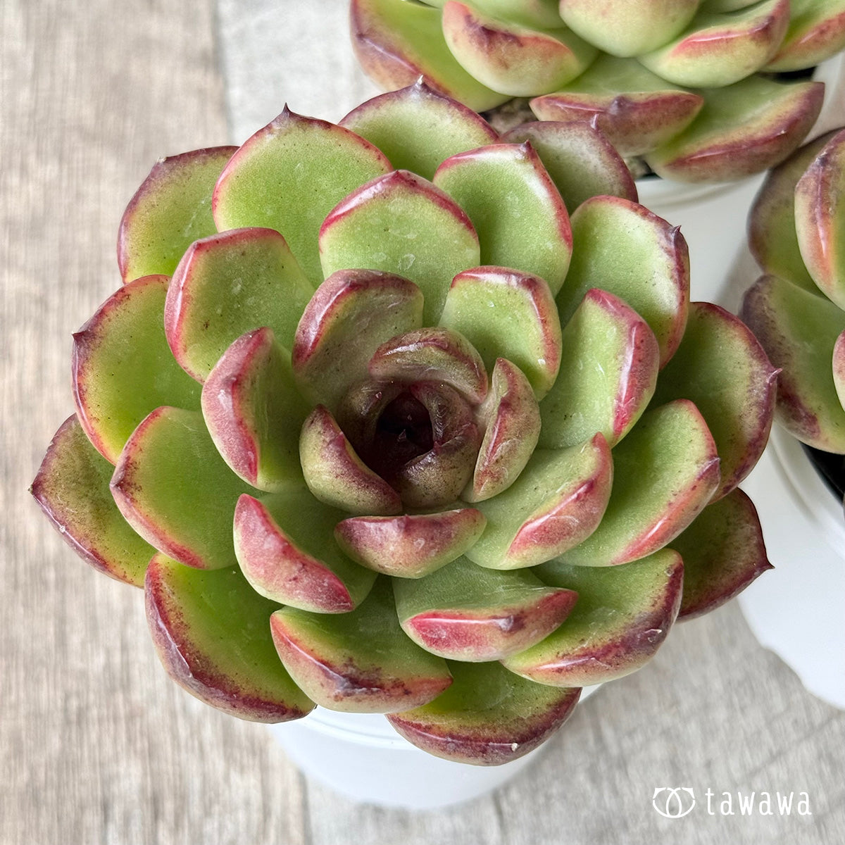 New Arrivals: Ice Green