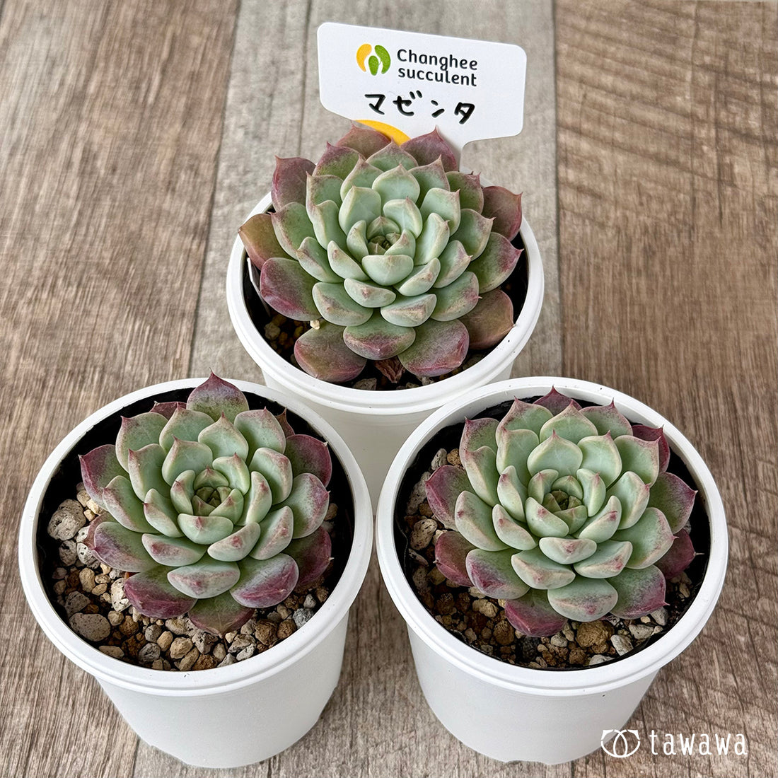 ＊新発売＊　マゼンタ【単頭】（チャンヒー農園）【tawawaハウス苗】