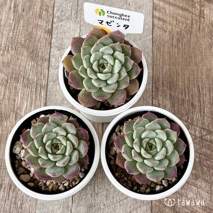 ＊新発売＊　マゼンタ【単頭】（チャンヒー農園）【tawawaハウス苗】