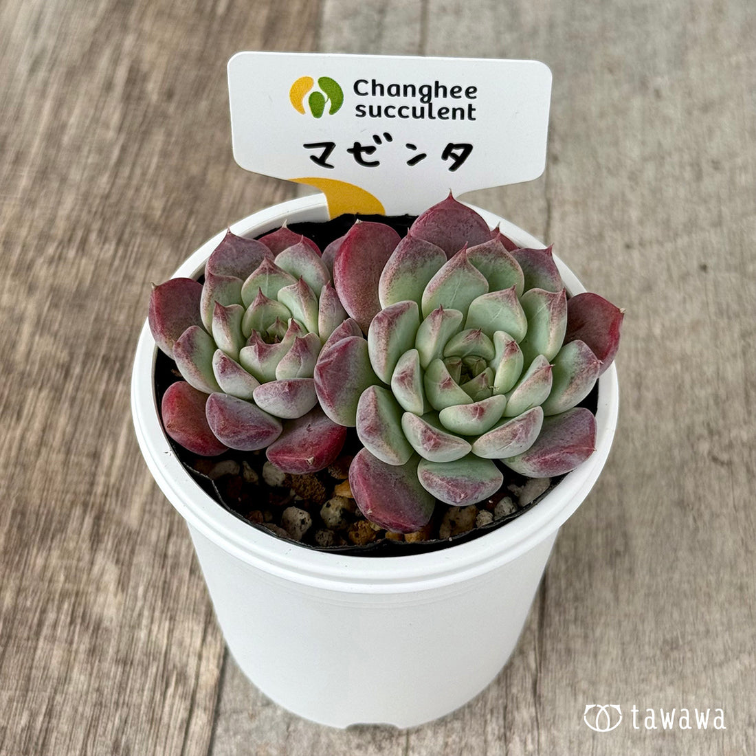 マゼンタ【双頭】(チャンヒー農園)【tawawaハウス苗】