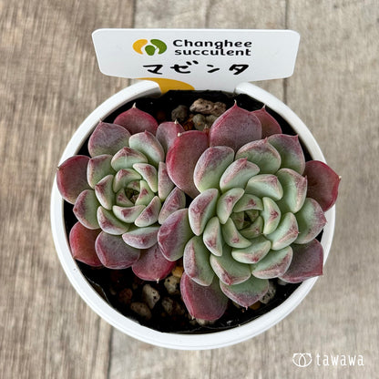 ＊新発売＊　マゼンタ【双頭】（チャンヒー農園）【tawawaハウス苗】