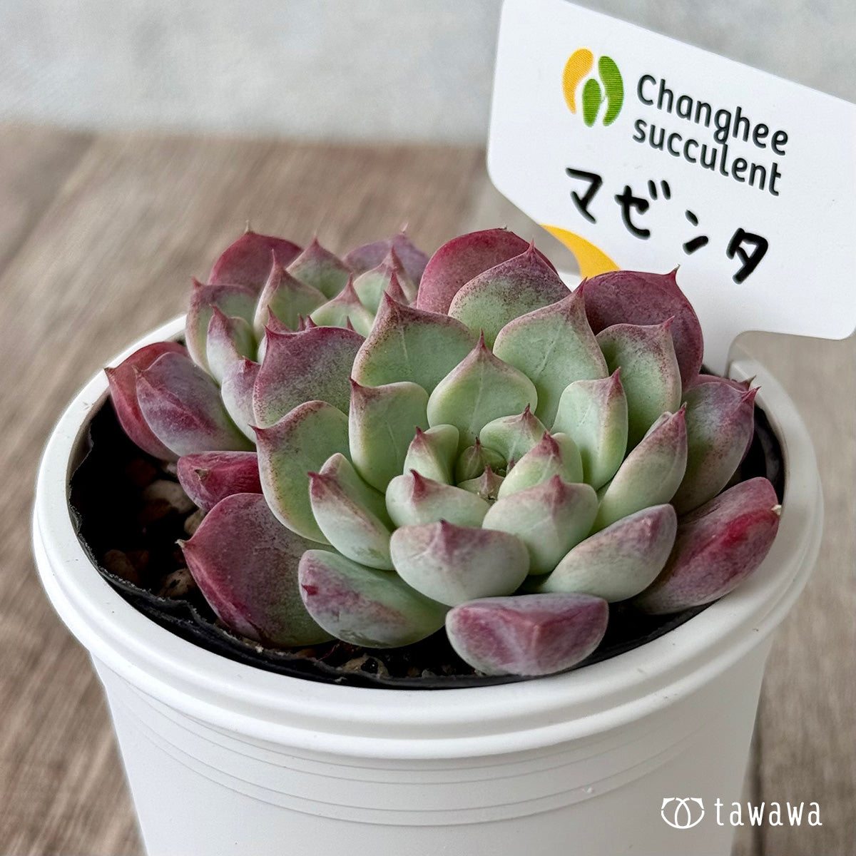 多肉植物 ビアンテ　双頭 ビアンテ | TOMOZOO