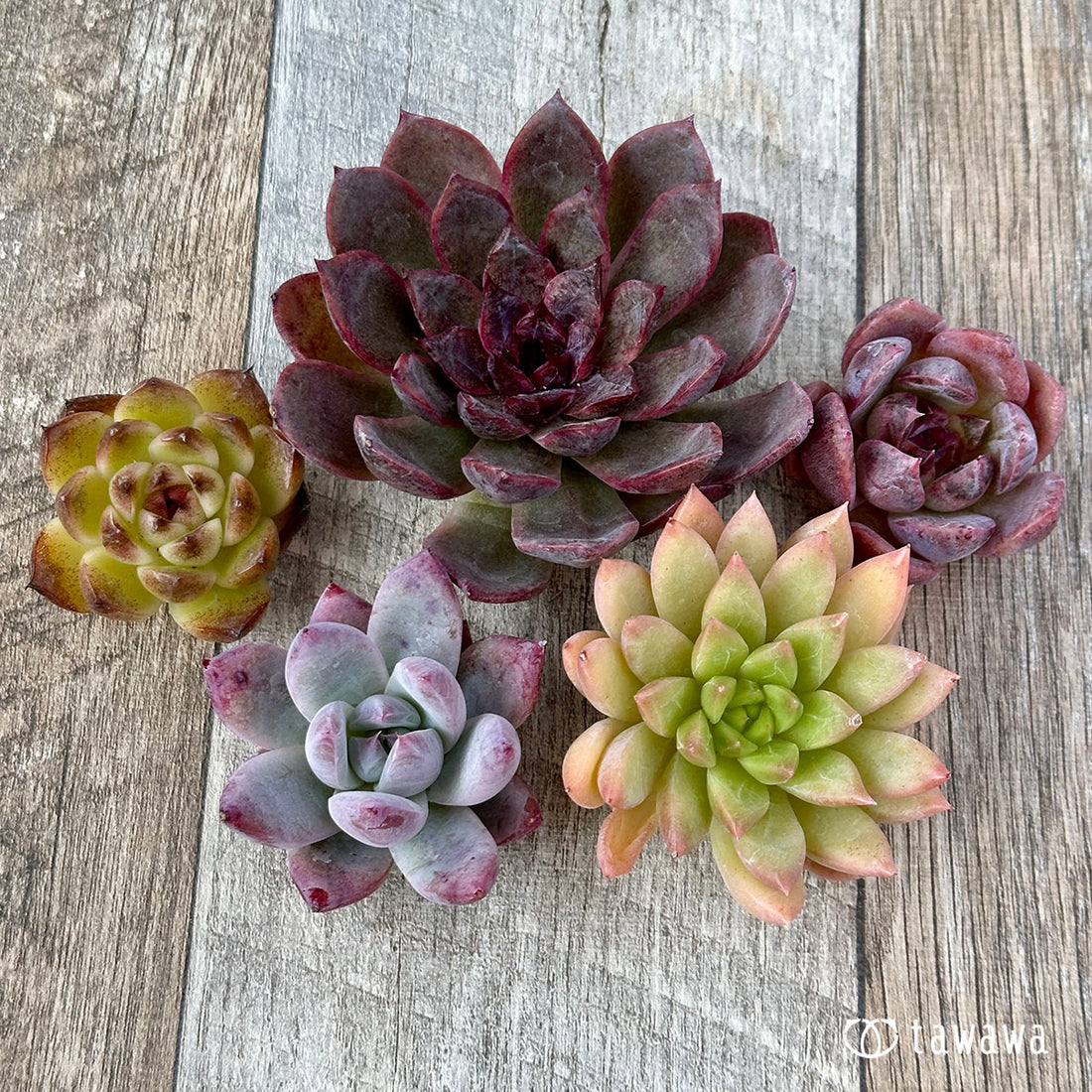 兄弟農園苗 ランダム 5苗セット ①