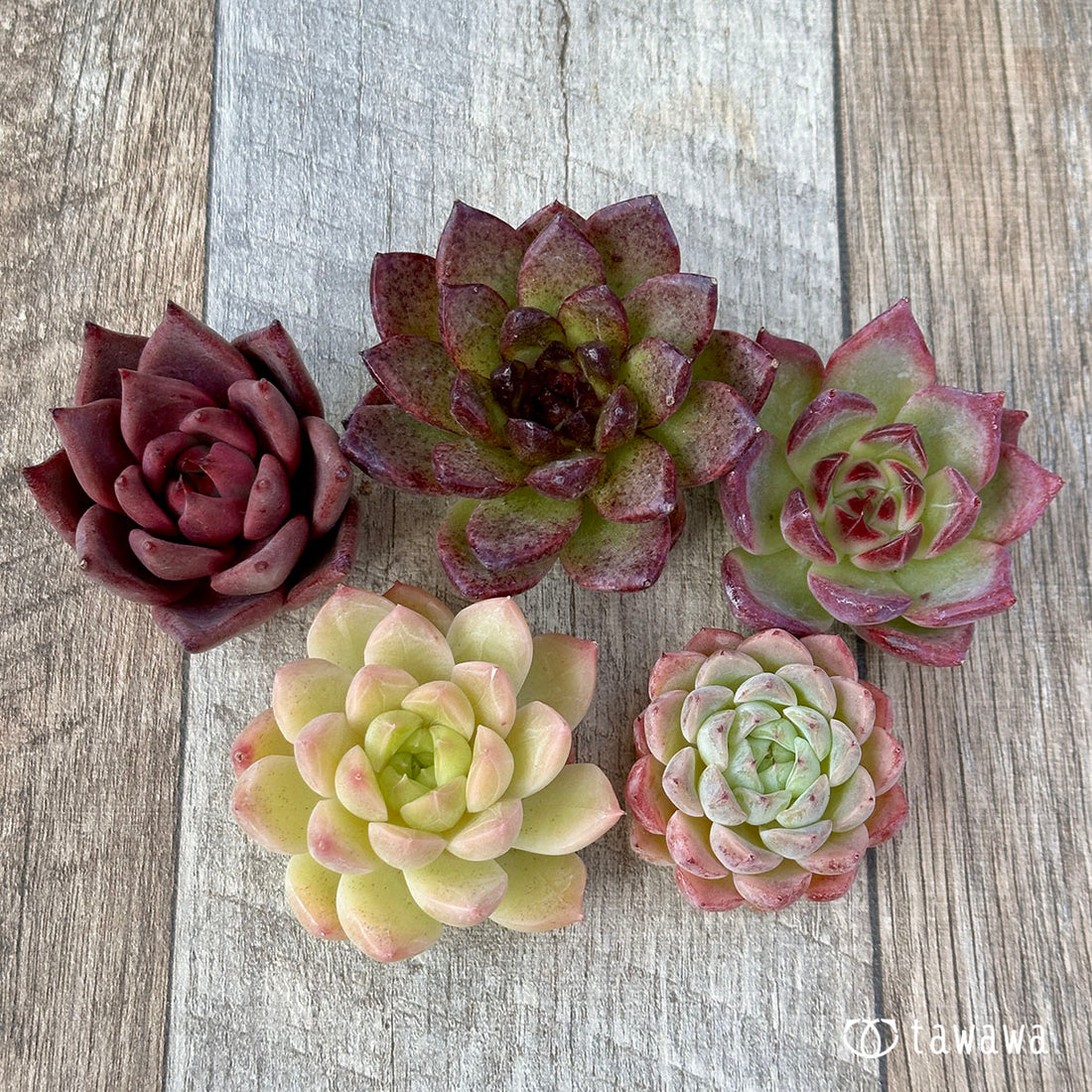 兄弟農園苗 ランダム 5苗セット ②