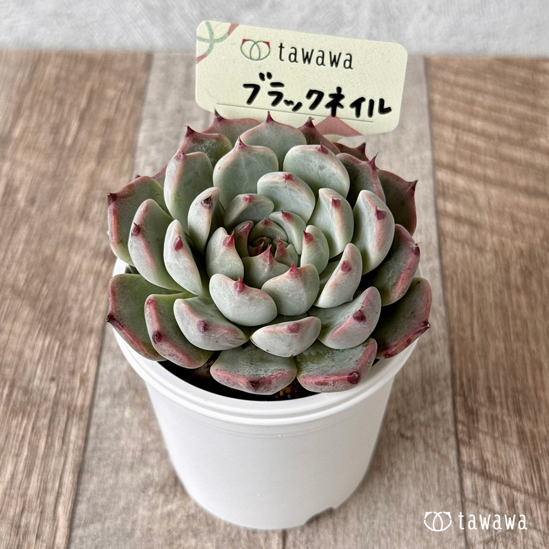 ブラックネイル【tawawaハウス苗】