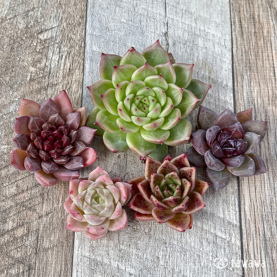 兄弟農園苗 ランダム 5苗セット ③