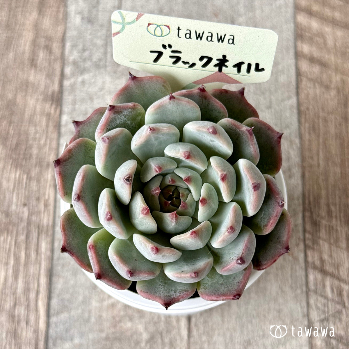 ブラックネイル【tawawaハウス苗】 – 多肉植物の通販・販売サイト tawawa