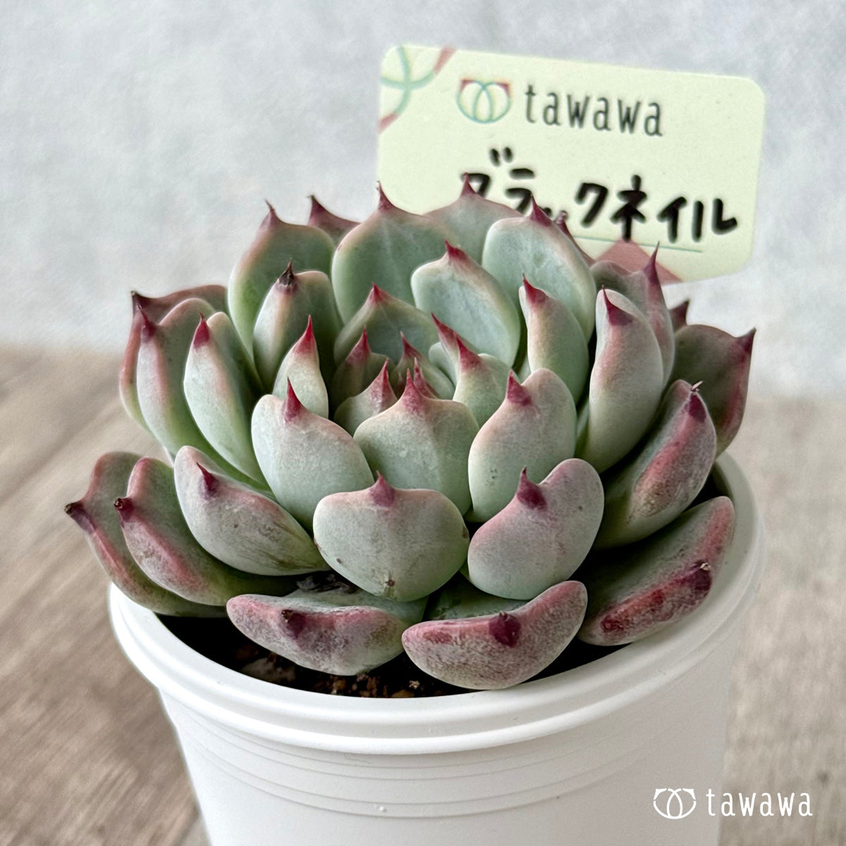 ブラックネイル【tawawaハウス苗】 – 多肉植物の通販・販売サイト tawawa