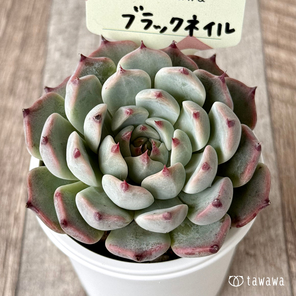 ブラックネイル【tawawaハウス苗】 – 多肉植物の通販・販売サイト tawawa