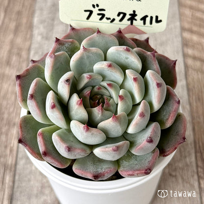 ＊新発売＊　ブラックネイル【tawawaハウス苗】