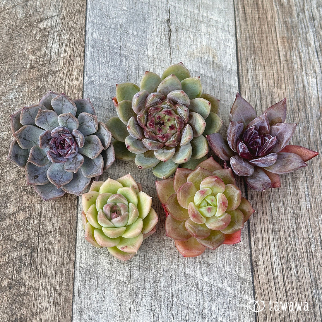 兄弟農園苗 ランダム 5苗セット ④