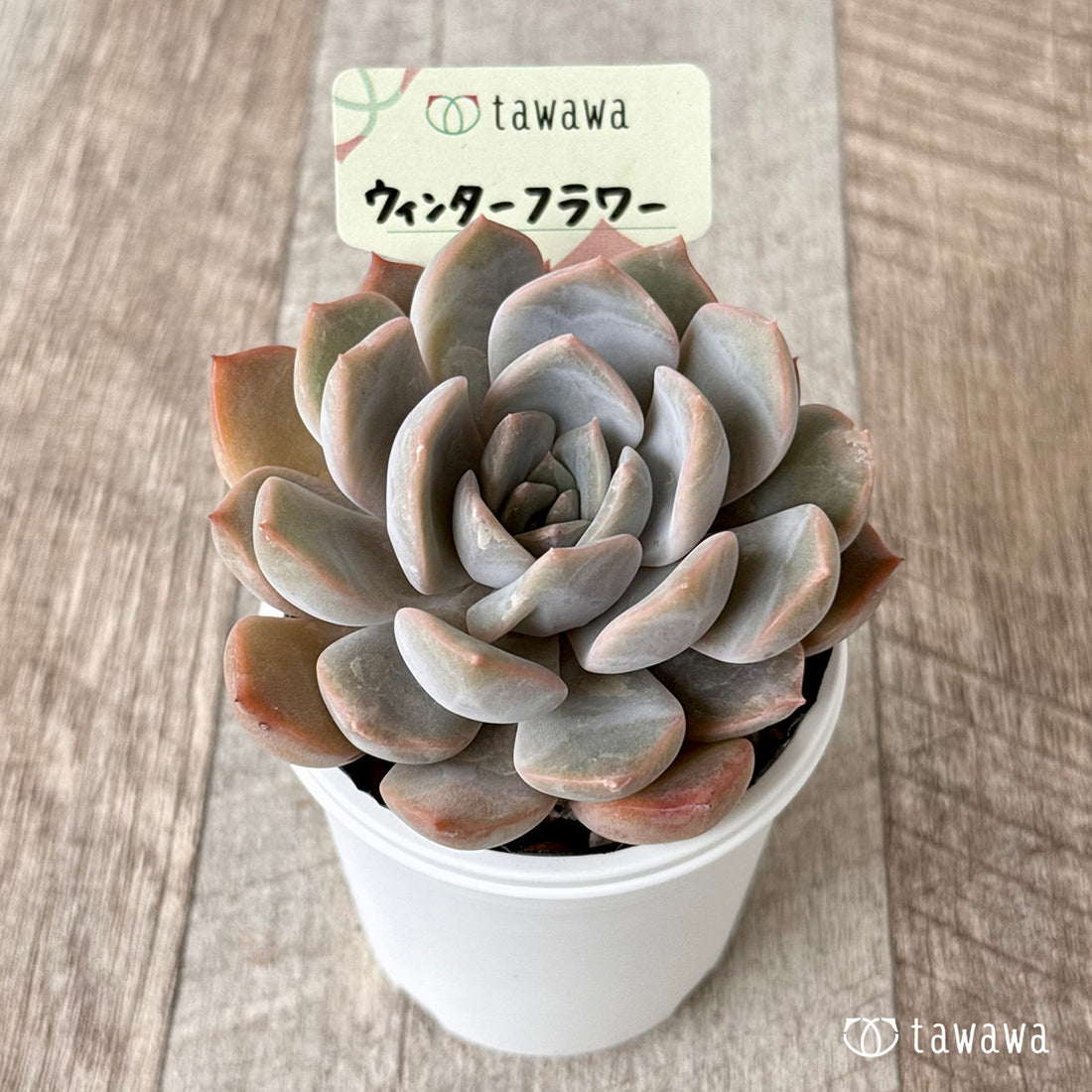 *新発売* ウィンターフラワー 【tawawaハウス苗】