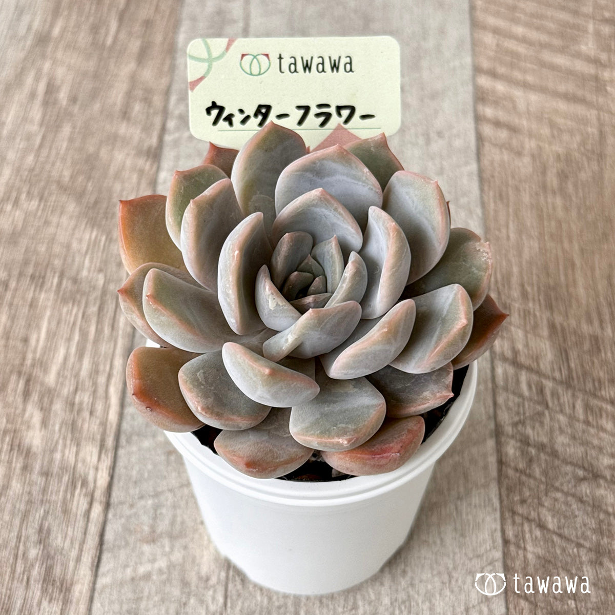 Winter Flowers [Tawawa House Seedlings]