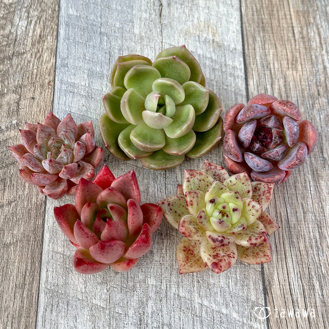 兄弟農園苗 ランダム 5苗セット ⑤