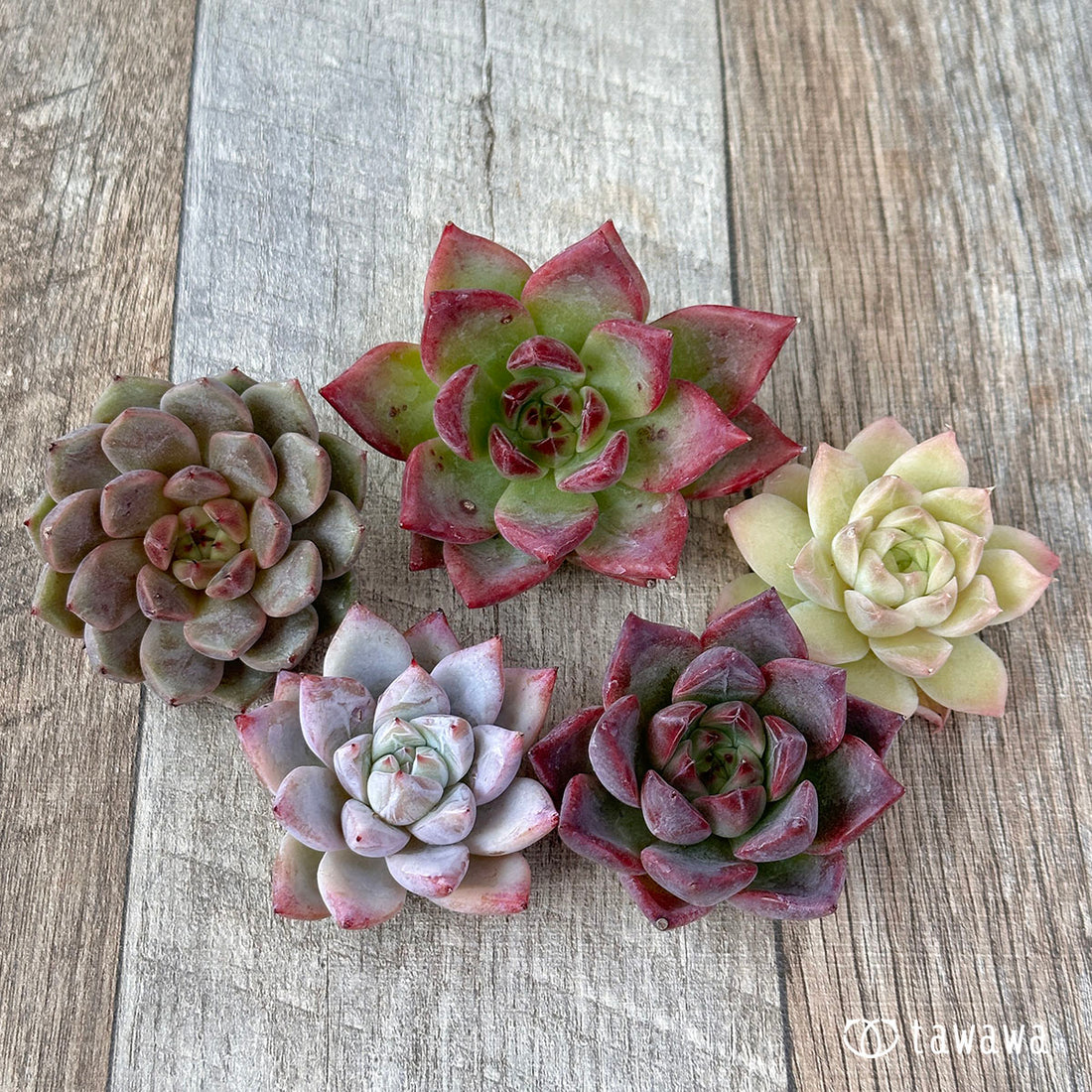 兄弟農園苗 ランダム 5苗セット ⑥