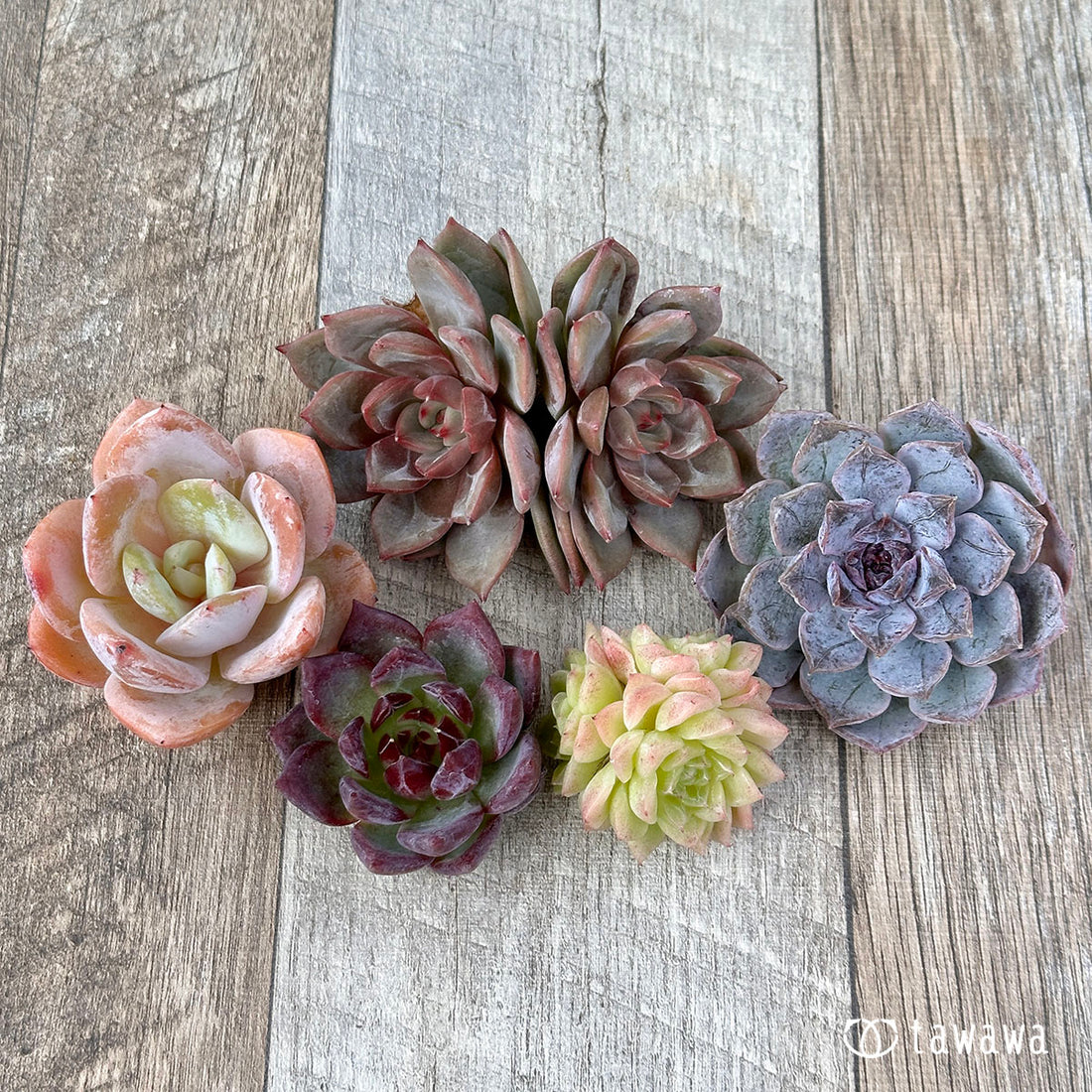 兄弟農園苗 ランダム 5苗セット ⑦