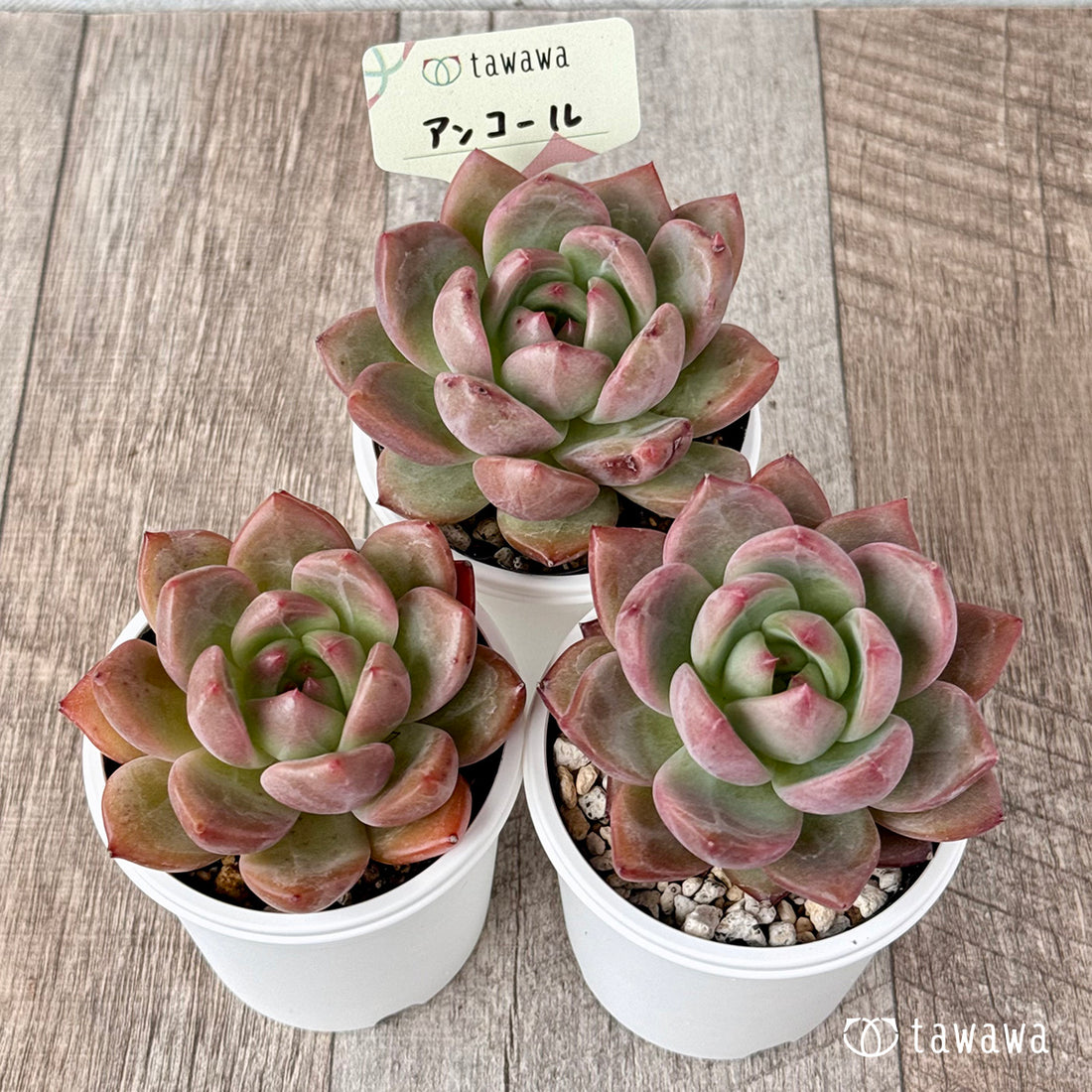 New Arrival* Cubic Frost